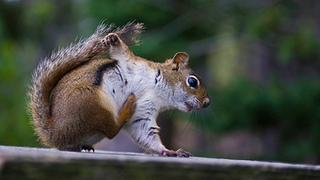 A Squirrel-Eating Trend Afoot? Say It Isn't So